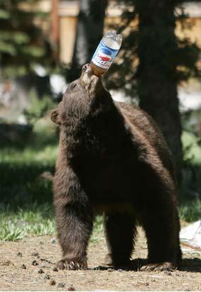 sp_thirsty_bear_nvca.jpg