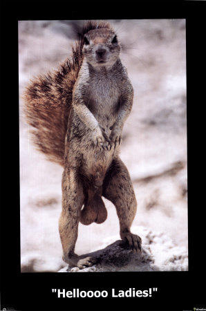 squirellnutz.jpg