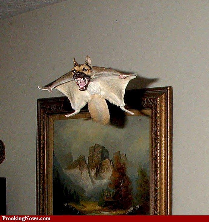 squirrel attacker.jpg