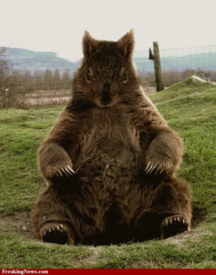 Squirrel-Bear--16429.jpg