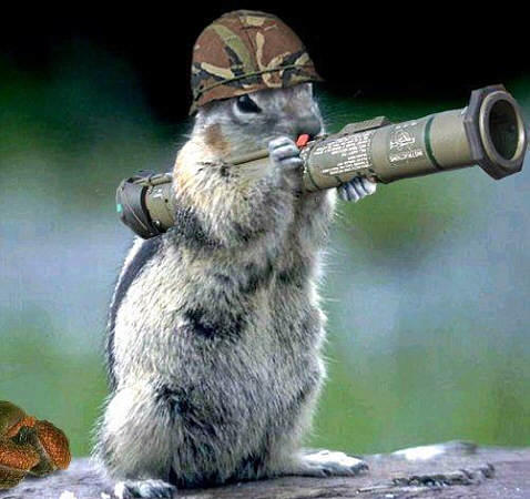 squirrel comando.jpg