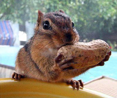 squirrel-eating-a-nut-1.JPG