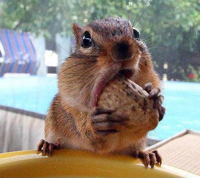 squirrel-eating-a-nut-3.JPG