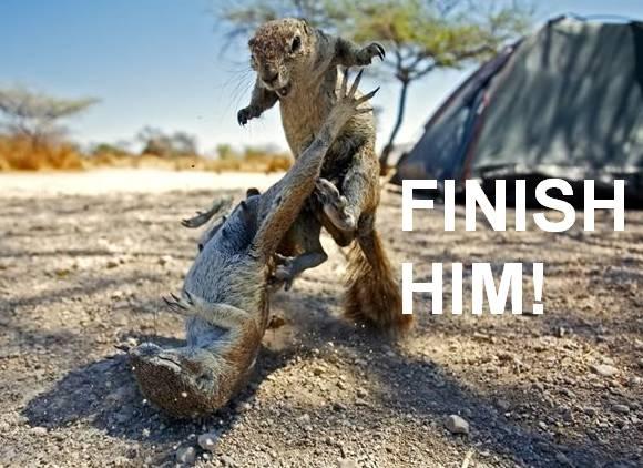 squirrel finish him.jpg