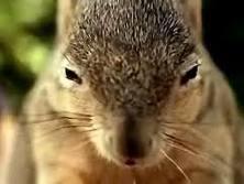 squirrel had enough.jpg