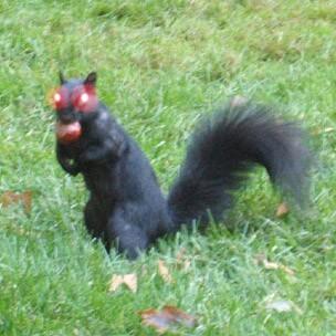 squirrel2.jpg
