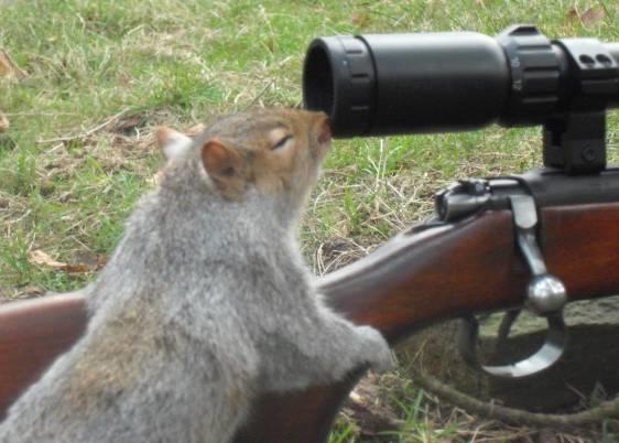 SQUIRREL_GUN.jpg