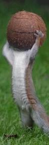 squirrelbigballs.jpg