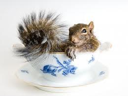 squirrelbowl.jpg