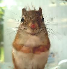 squirreleyes.jpg