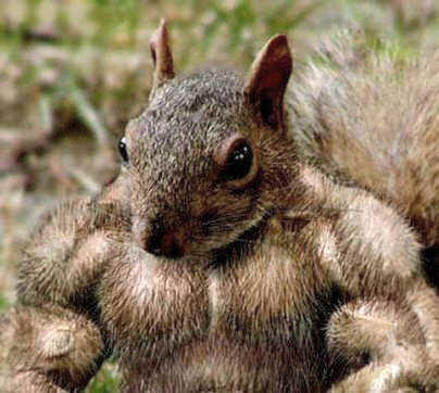 SquirrelMusclesOO.jpg