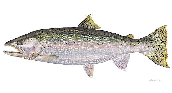 steelhead-trout.jpg