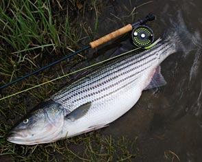 striper-rod-1.jpg