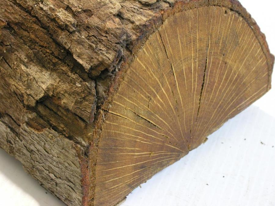 sweetgum3_zpsabfa0a9e.jpg