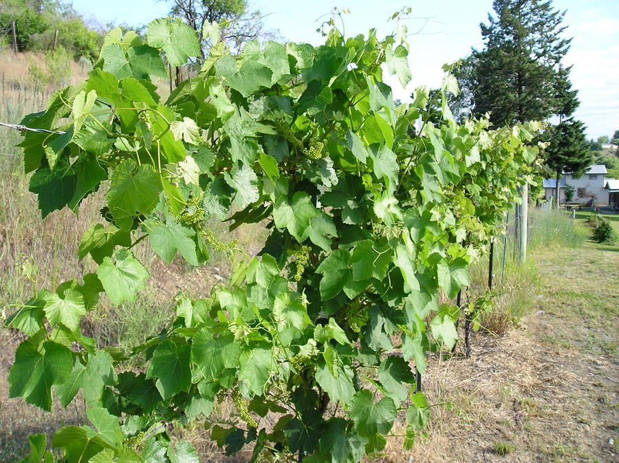 Table Grapes 2.jpg