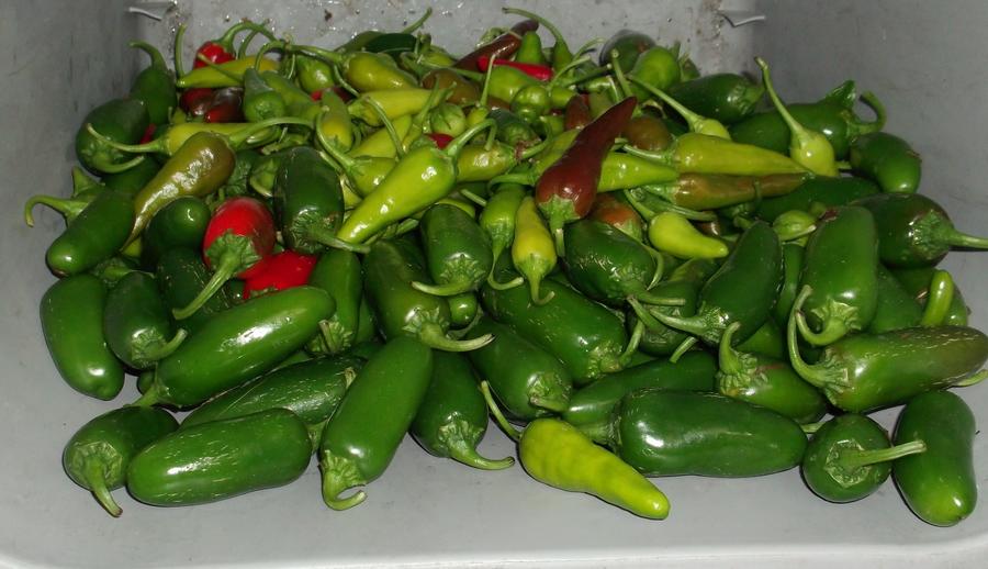 TAM Jalapeno's.jpg