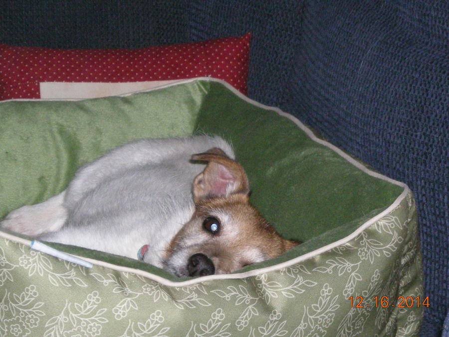tazzy and deer salami 1-31-15 002.JPG