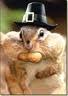 thanksgivingsquirrel.jpg