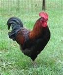 thblack copper marans.jpg