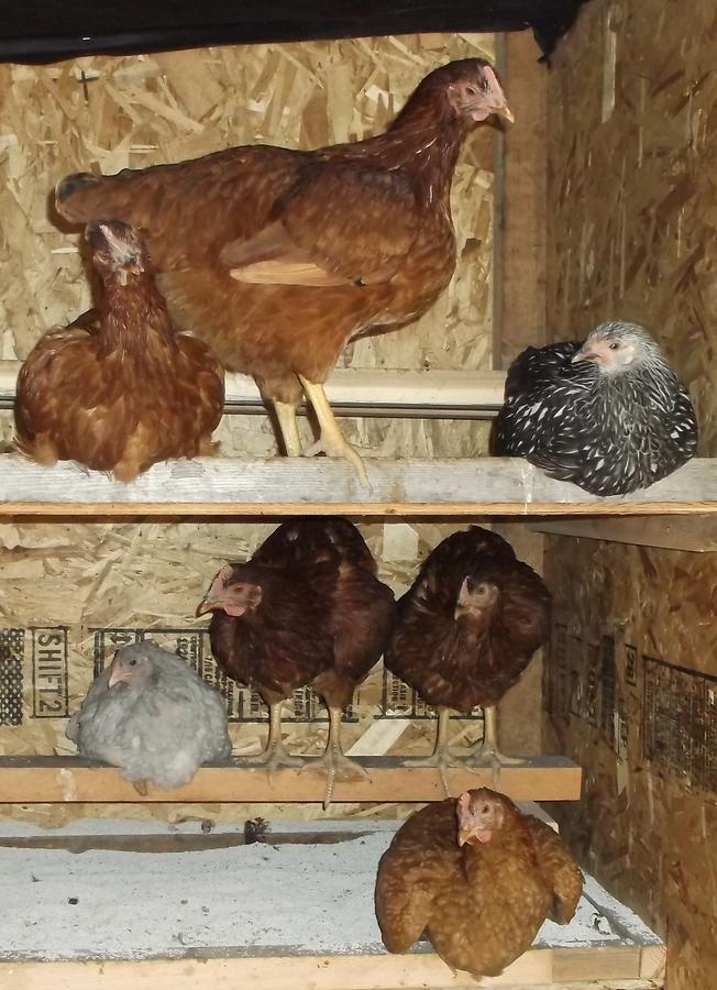 The Girls 2014-9-12.JPG