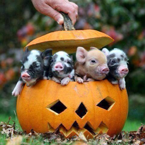 The Great Porkin.JPG