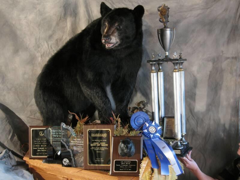 Tims_bear_with_awards1.jpg.jpg