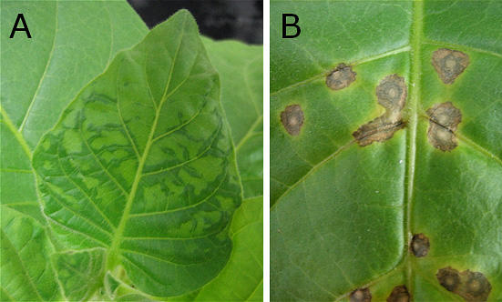 Tobacco_Fig01.jpg