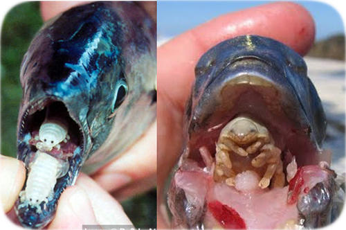 tongue-eating-isopod.jpg
