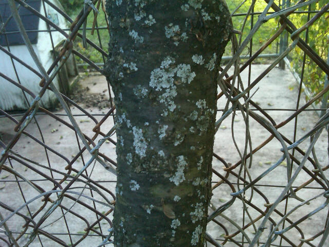 tree.jpg