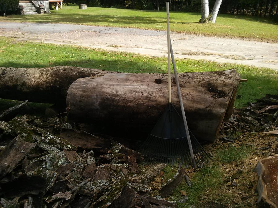 tree10.jpg