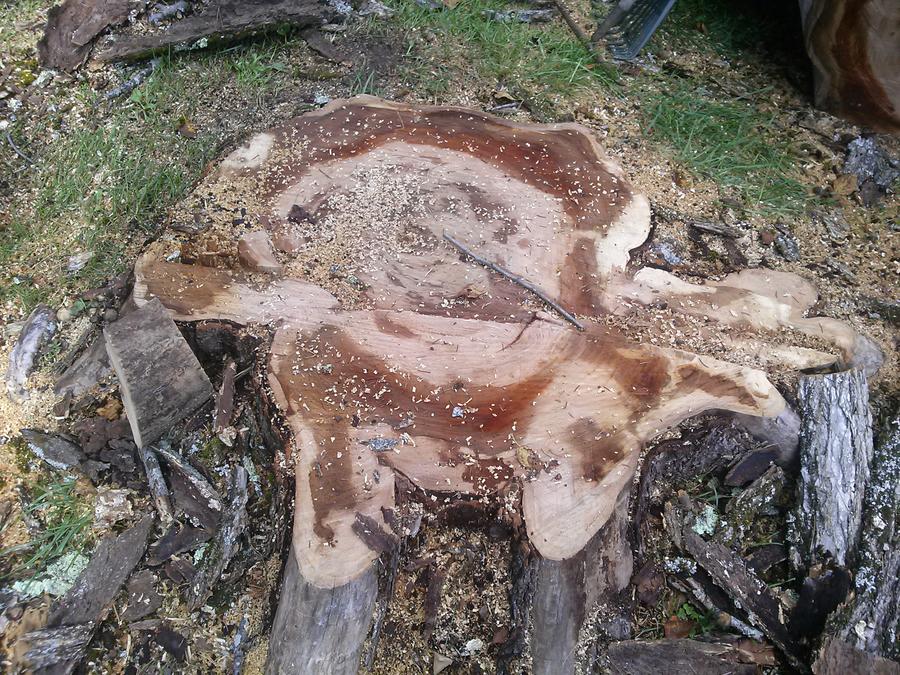 tree12.jpg