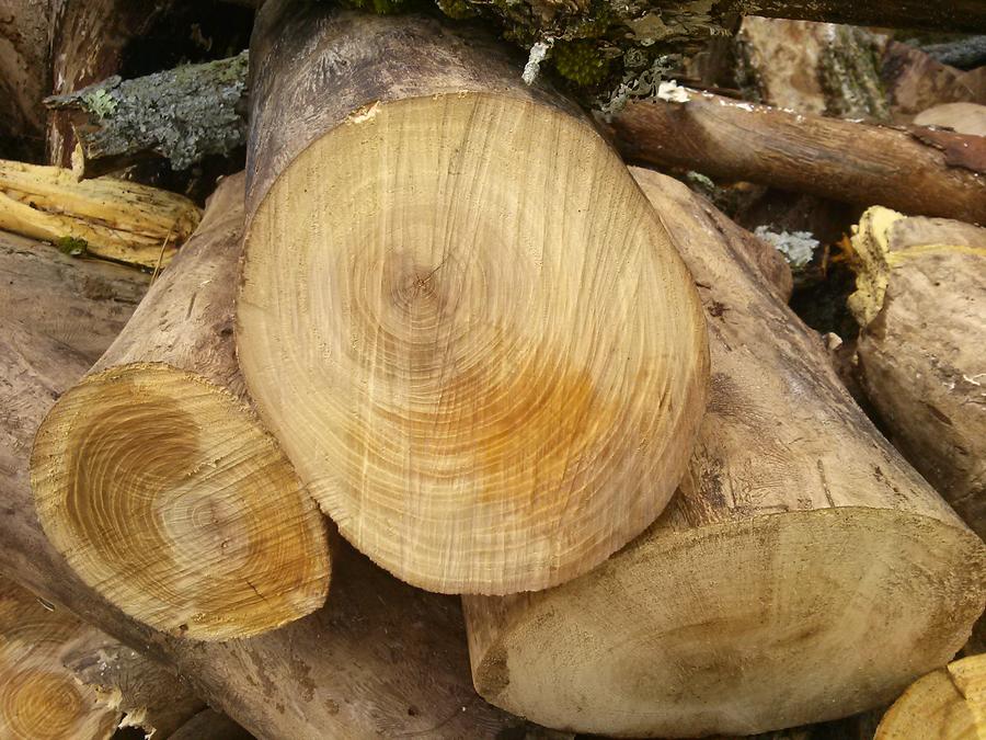 tree6.jpg
