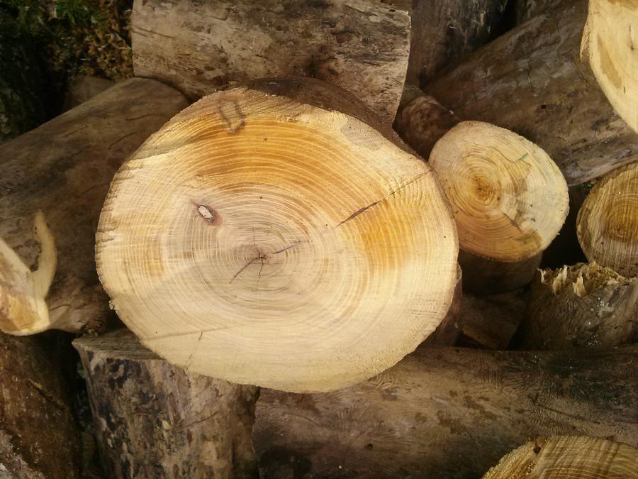 tree7.jpg