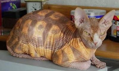 turtle_cat.jpg