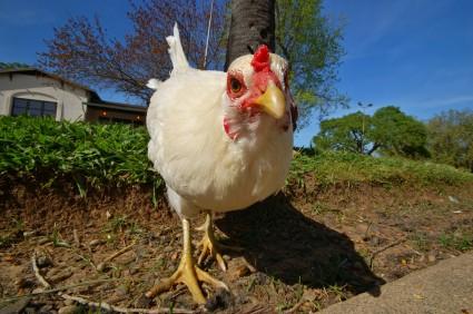 Urban-Chicken-1.jpeg