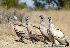 vultures in a line.jpg