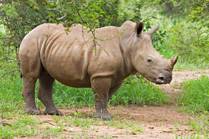 White-Rhinoceros-0026.jpg