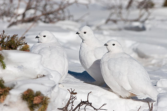 white-tailed-ptarmigan-bruce-cyg.jpg