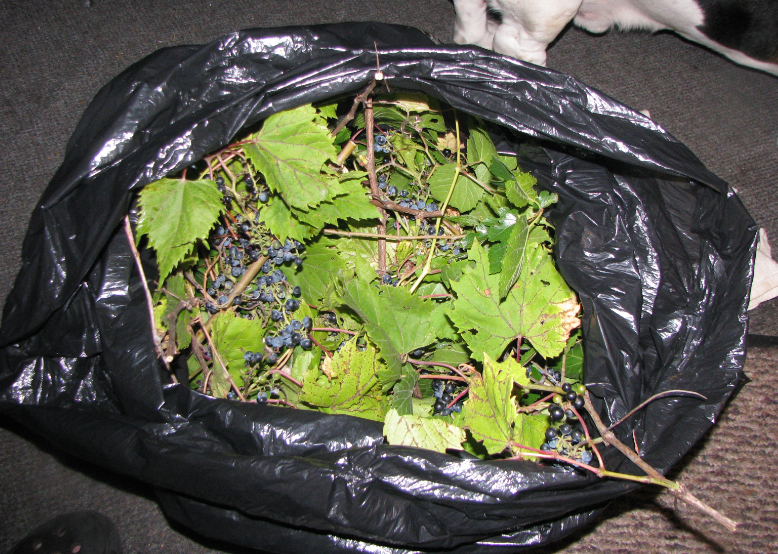 wild grapes 1.PNG