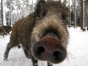 WILD PIG.jpg