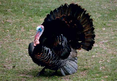 wild-turkey.jpg