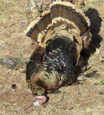 wild_turkey.jpg