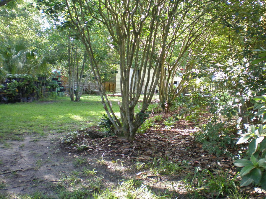 yard july 2012 005.JPG
