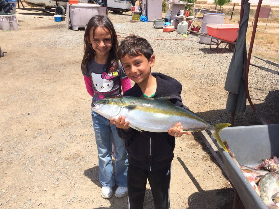 Yellowtail_0001.JPG