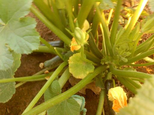 zucchini.jpg